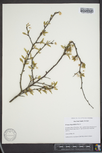 Prunus angustifolia image