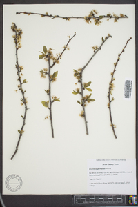 Prunus angustifolia image