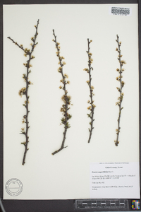 Prunus angustifolia image