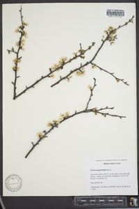 Prunus angustifolia image