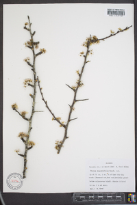 Prunus angustifolia image