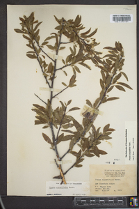 Prunus angustifolia image