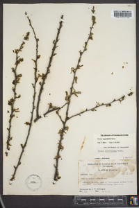 Prunus angustifolia image