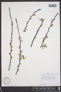 Prunus angustifolia image