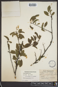 Prunus angustifolia image