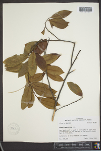 Prunus caroliniana image