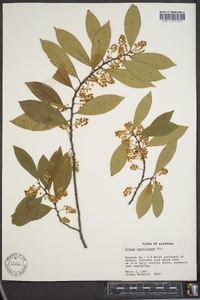 Prunus caroliniana image