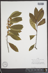 Prunus caroliniana image