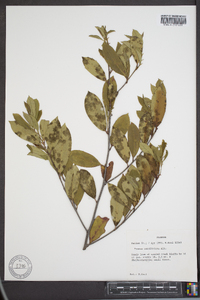 Prunus caroliniana image