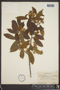 Prunus caroliniana image