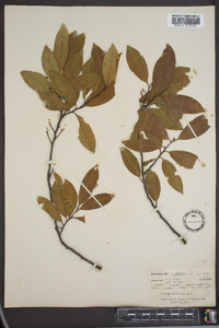 Prunus caroliniana image