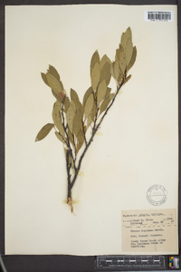 Prunus depressa image