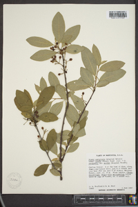 Prunus emarginata var. mollis image