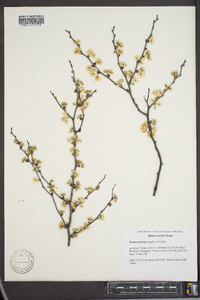 Prunus gracilis image