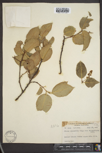 Prunus ilicifolia image