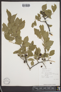 Prunus insititia image