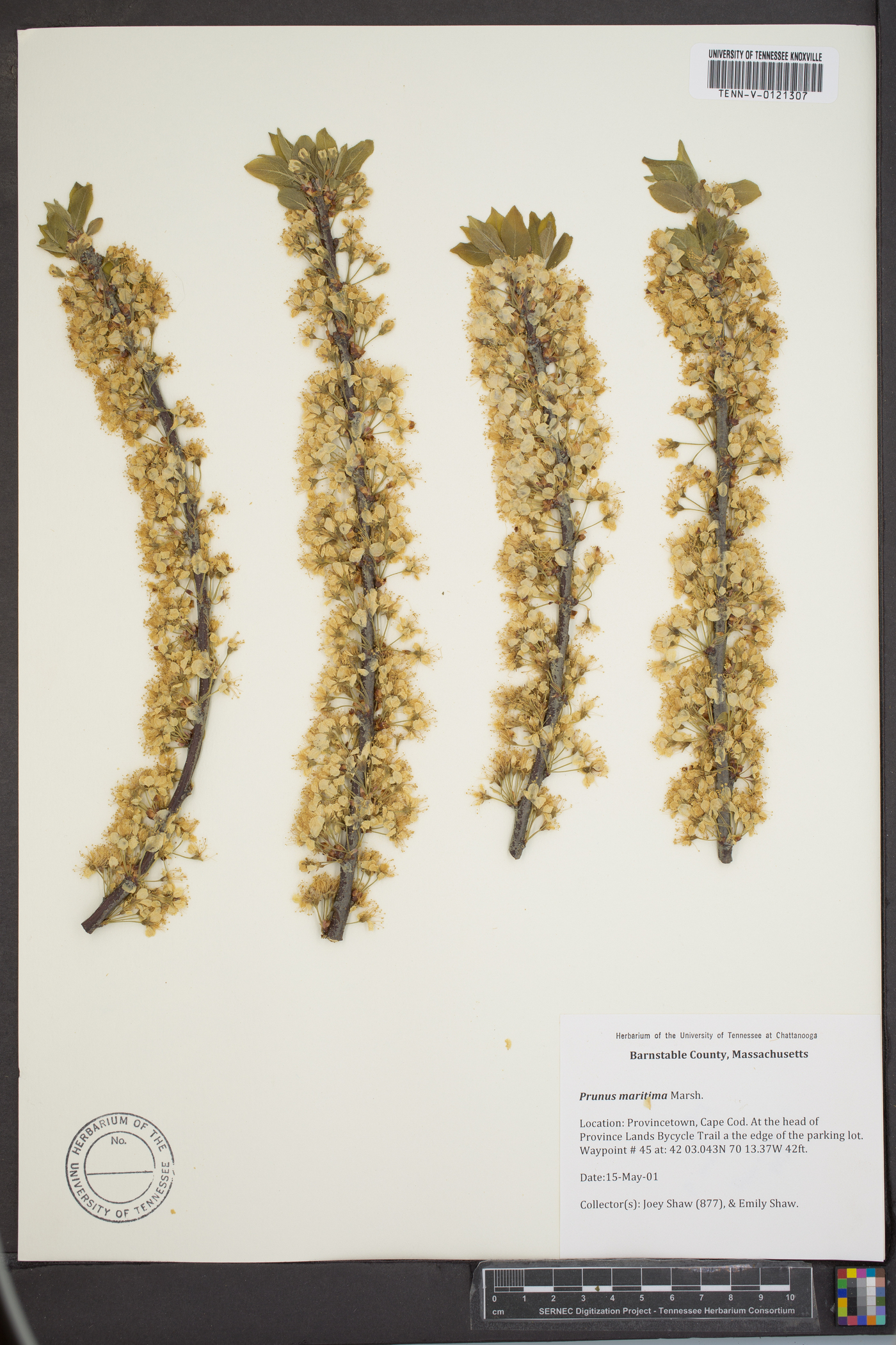 Prunus maritima image