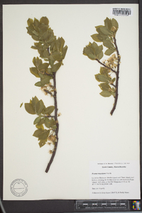 Prunus maritima image