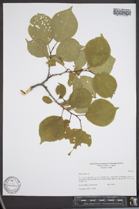 Prunus nigra image