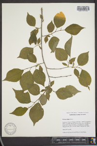 Prunus nigra image