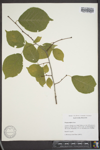 Prunus nigra image