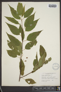 Prunus pensylvanica image