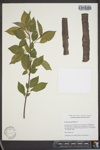 Prunus pensylvanica image