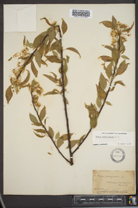 Prunus pensylvanica image