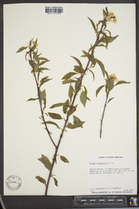 Prunus pensylvanica image