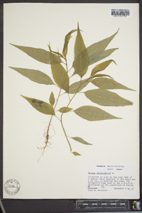 Prunus pensylvanica image