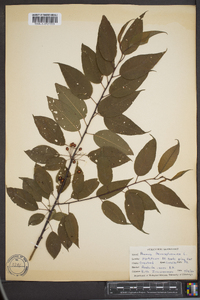 Prunus pensylvanica image