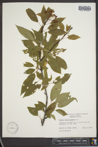 Prunus pensylvanica image