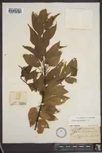 Prunus pensylvanica image