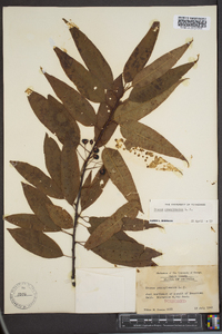 Prunus pensylvanica image