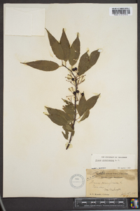 Prunus pensylvanica image