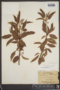 Prunus pensylvanica image