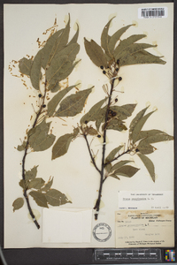 Prunus pensylvanica image