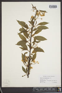 Prunus pensylvanica image