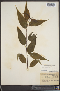 Prunus pensylvanica image