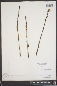 Prunus persica image