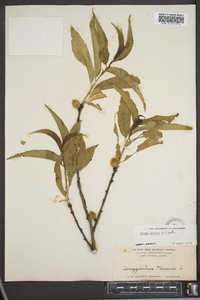 Prunus persica image