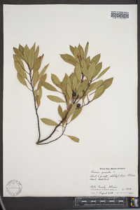 Prunus pumila image