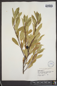 Prunus pumila image