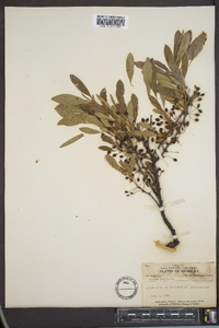 Prunus pumila image