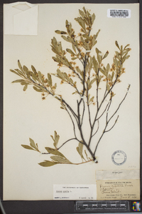 Prunus pumila image