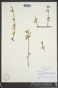 Prunus rivularis image