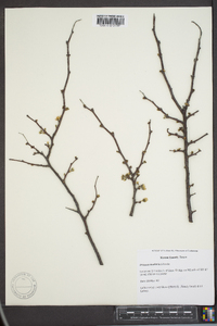 Prunus rivularis image