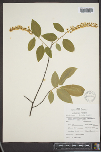 Prunus alabamensis image