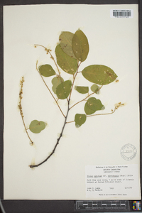 Prunus serotina var. alabamensis image