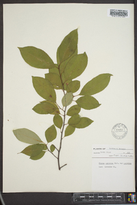 Prunus serotina var. serotina image